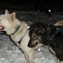 9. Dog Sledging